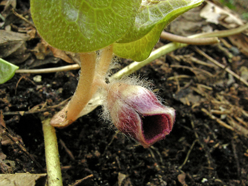 Asarum europaeum L.  /  Baccaro